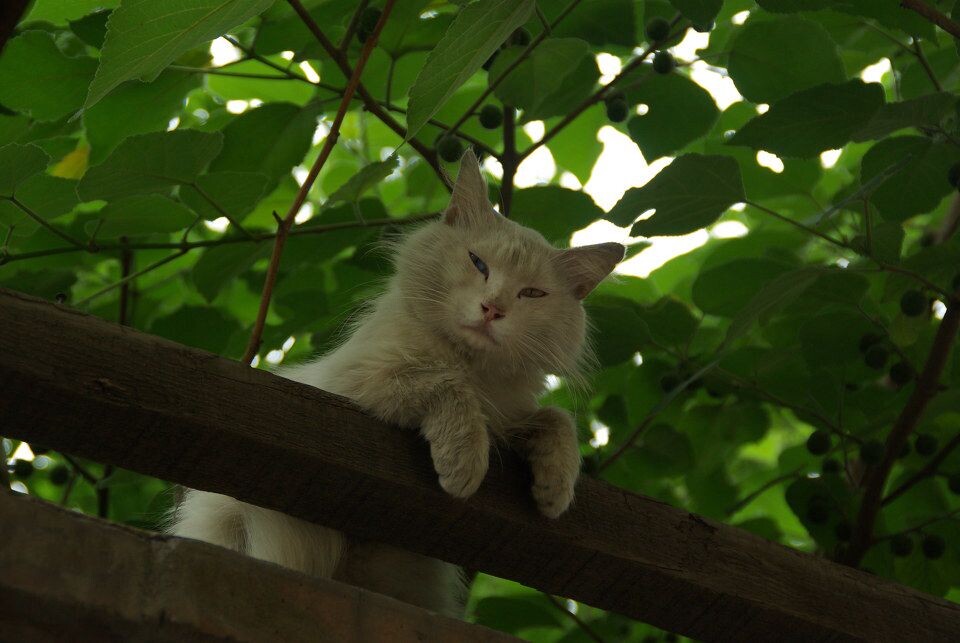 猫<br />
有趣的猫