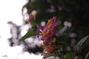IMGP0302.JPG