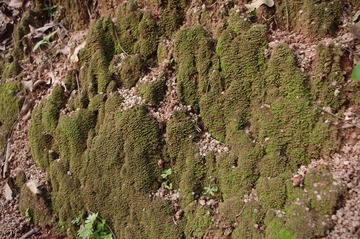 IMGP0305.JPG