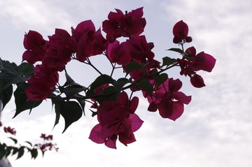 IMGP0320.JPG