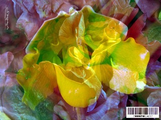 篼兰-03