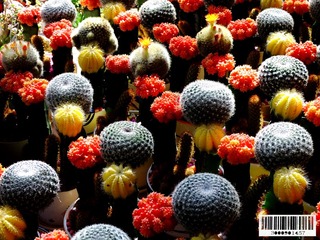 仙人球花-01
