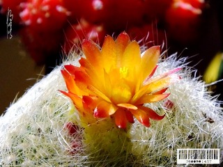仙人球花-02