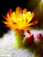仙人球花-03