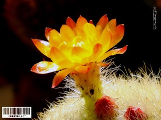 仙人球花-04