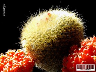 仙人球花-05