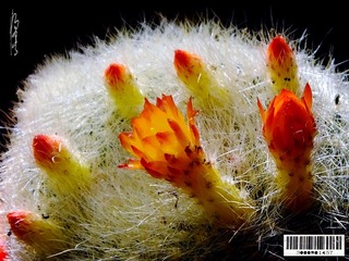 仙人球花-06