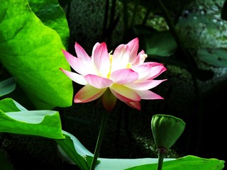 乙未年 荷-21
