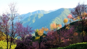 樱花谷-01