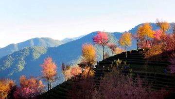 樱花谷-09