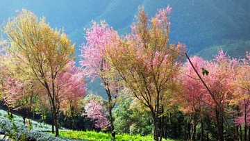 樱花谷-25