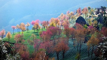 樱花谷-26