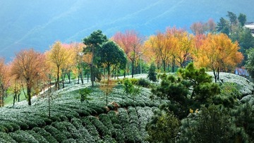 樱花谷-27