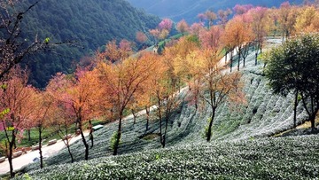 樱花谷-30