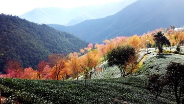 樱花谷-31