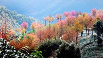 樱花谷-36