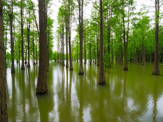 水上森林1