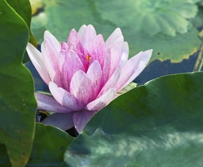 翠衣粉黛藏佳人_邵建_13761658411_2015年7月_上海辰山植物园