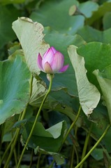 倾慕_邵建_13761658411_2015年7月_上海辰山植物园