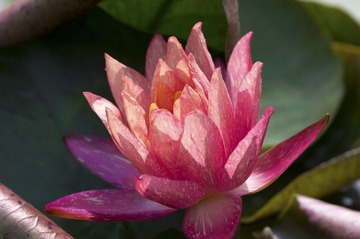艳日辉_邵建_13761658411_2015年7月_上海辰山植物园