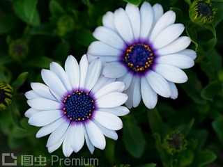 P1080975