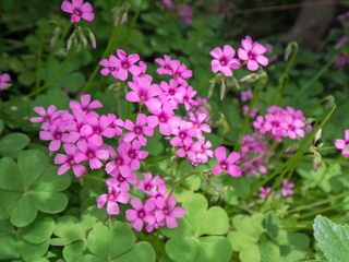 P5020499_1