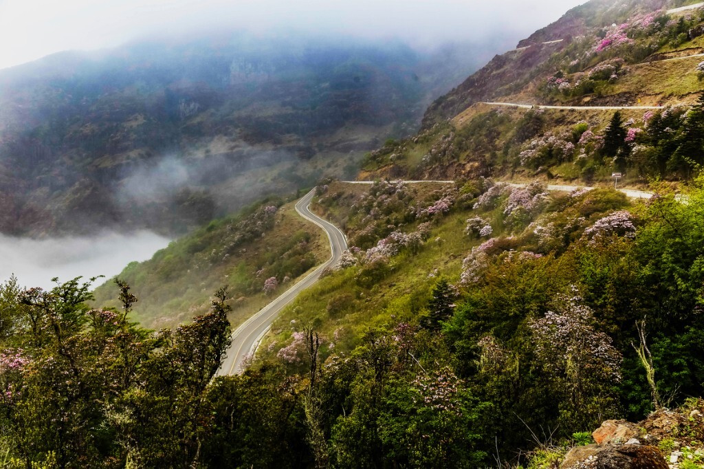 背着露营装备走在盘山路上，曲曲折折的山路边开满了杜鹃花，山谷的雾飘动不息，五月的山里也还没有芳菲尽。