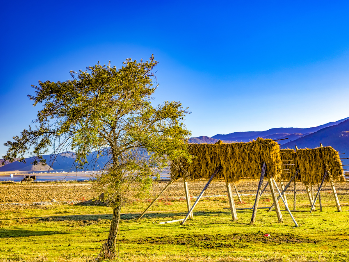 纳帕海的青稞架