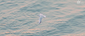 FD394D30-A56B-45F6-AAF8-A074F6A70728/L0/001