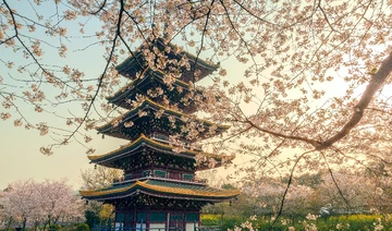樱花季