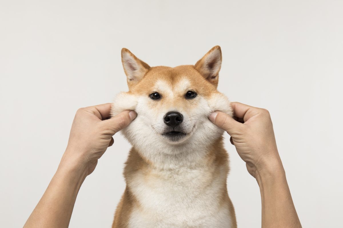 脸上笑嘻嘻,心里= =