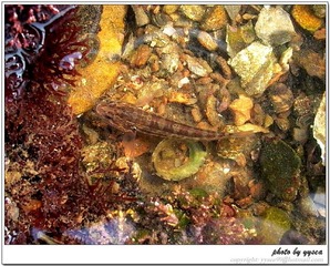 little fish