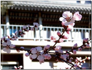 春漫枝头