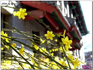 迎春