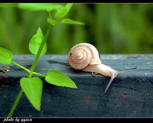 蜗牛