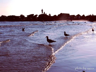 Venice Beach