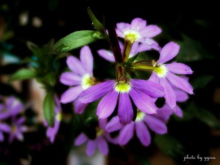 flowers in Wild Animal Park