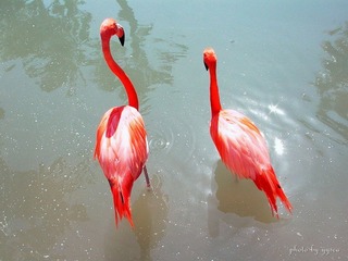 flamingos in SeaWorld