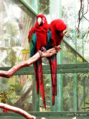 Macaw
