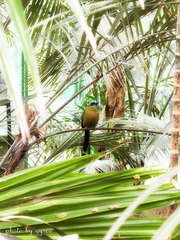 Orinoco Blue-crowned Motmot