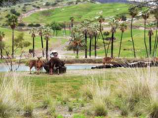 Wild Animal Park