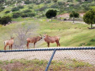 Wild Animal Park
