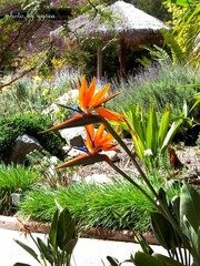 flowers in Wild Animal Park