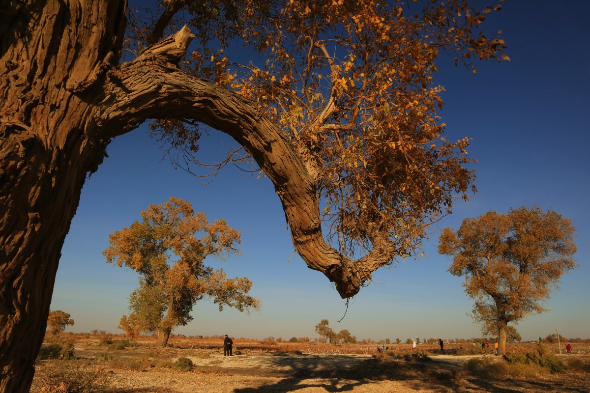 新疆艾木台胡杨林三千年不死死后三千年不倒倒后三千年不朽愿胡杨精神