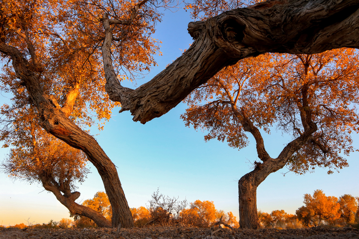 新疆艾木台胡杨林三千年不死死后三千年不倒倒后三千年不朽愿胡杨精神