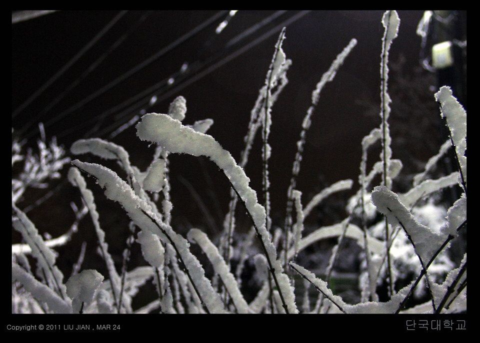夜雪 (11)<br />
