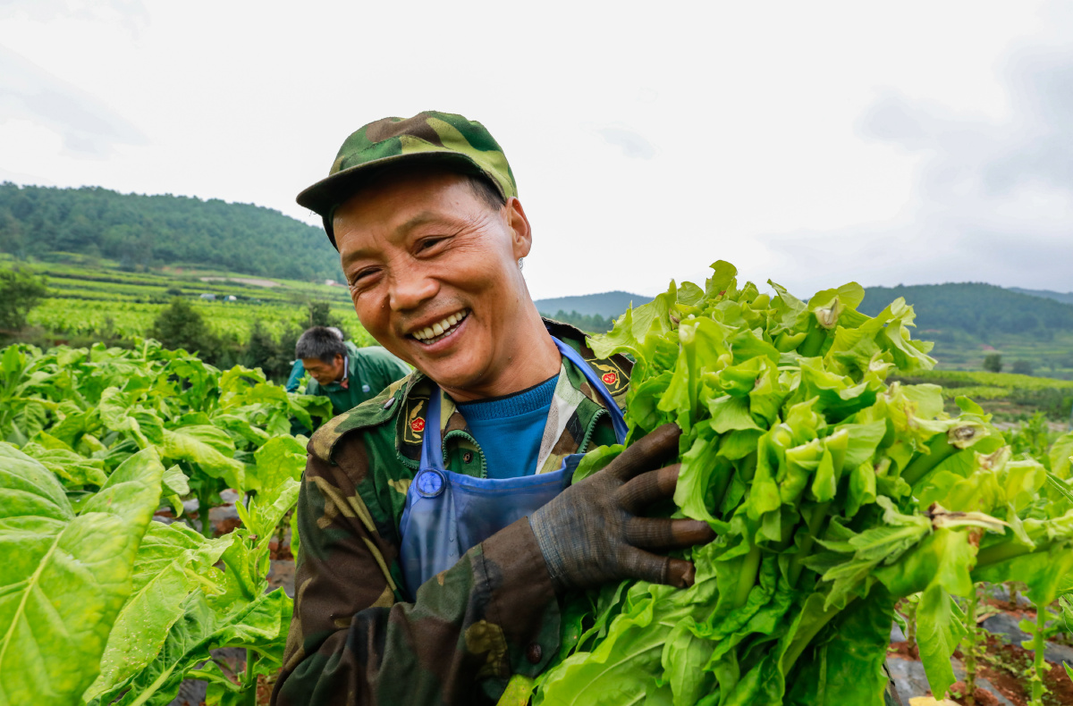 笑脸拍摄于云南玉溪市红塔区农民在收割和劳作的现场表现出的笑脸