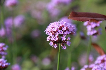 IMG_1411.JPG