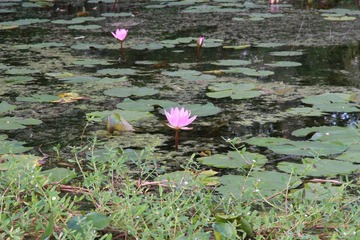 IMG_1505.JPG