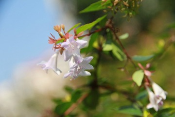 IMG_2336.JPG